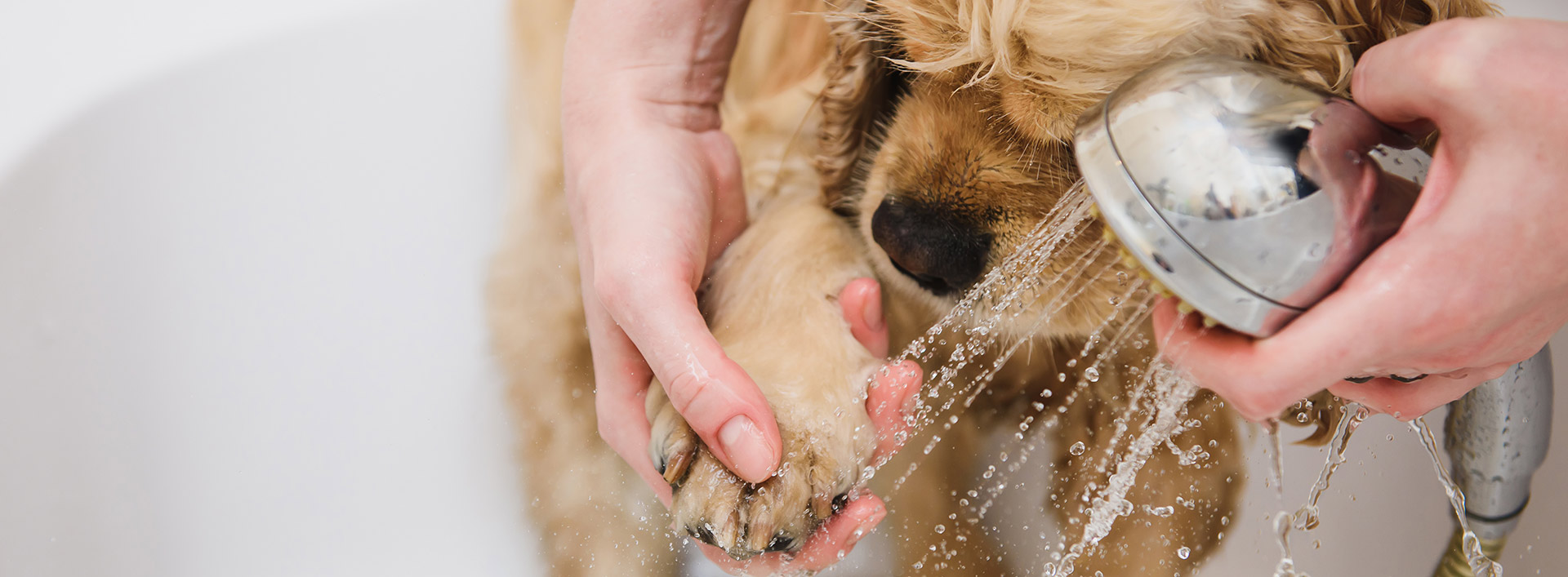 Мытье шерсти. Для мытья лап собакам. Собаке моют лапы. Собака моется. Мытье лап собак после прогулки.