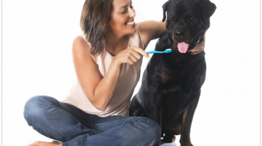 How to Keep Your Pet’s Teeth Clean