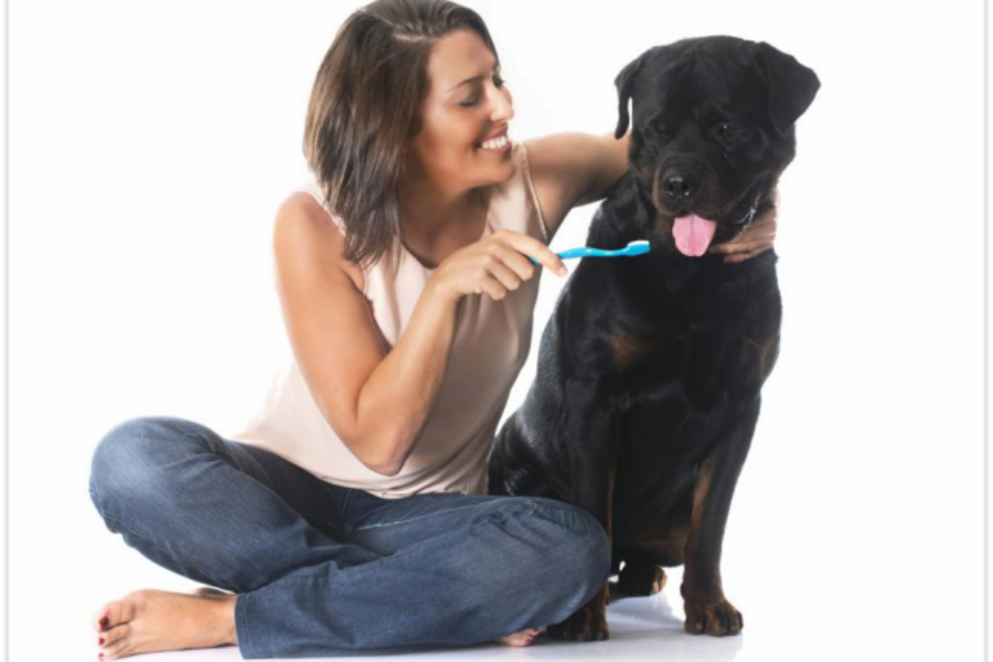 How to Keep Your Pet’s Teeth Clean