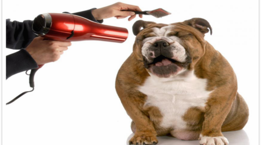 Benefits of Pet Grooming