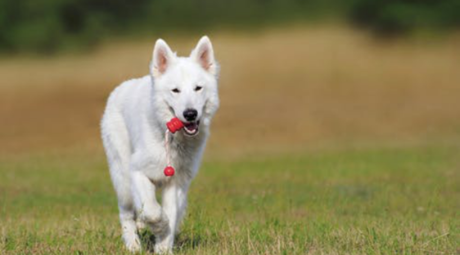 First Time Dog Owner? Everything You Need to Know