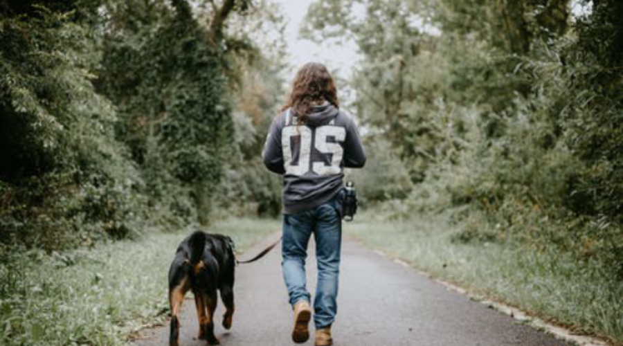 Regular Dog Walking – Is It Really Necessary?