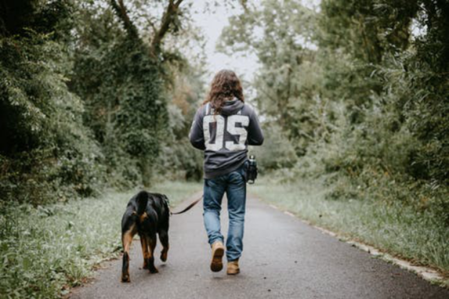 Regular Dog Walking – Is It Really Necessary?