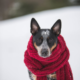 Getting through the Winters – The Right Diet for Dogs