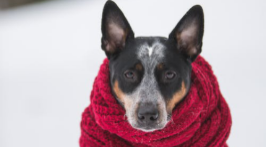 Getting through the Winters – The Right Diet for Dogs