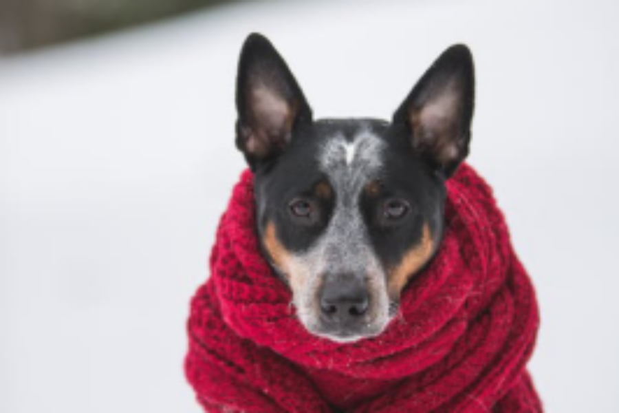 Getting through the Winters – The Right Diet for Dogs