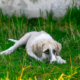 5 Signs Your Dog is Depressed and Lonely