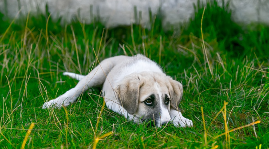 Dejected doggie