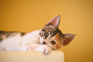 Should You Neuter/Spay Your Cat?