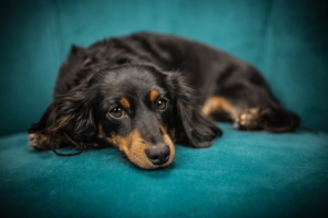 Pet on a Hotel’s Sofa