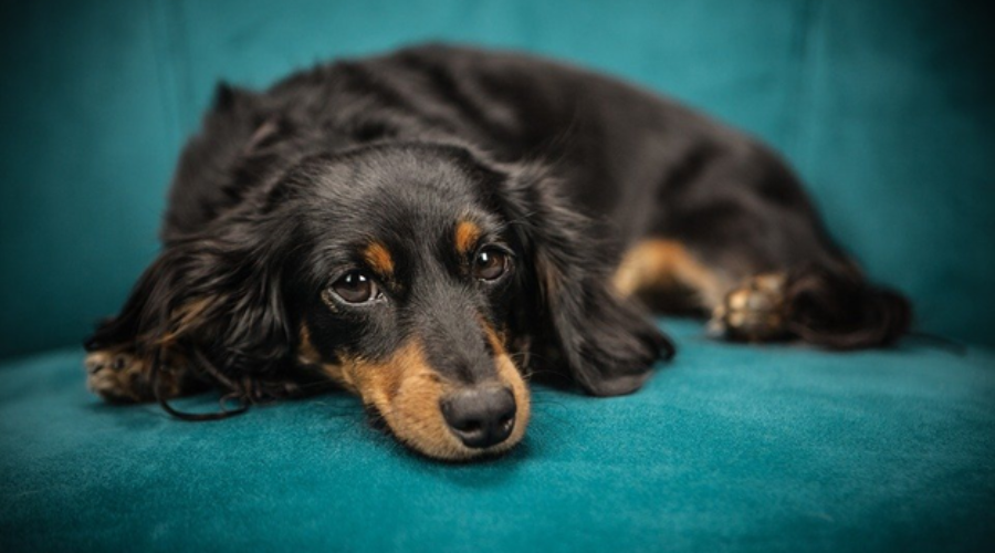 Pet on a Hotel’s Sofa