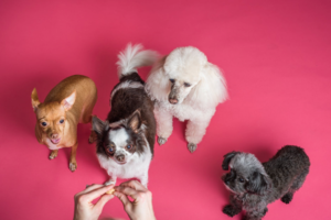 four dogs against a pink background