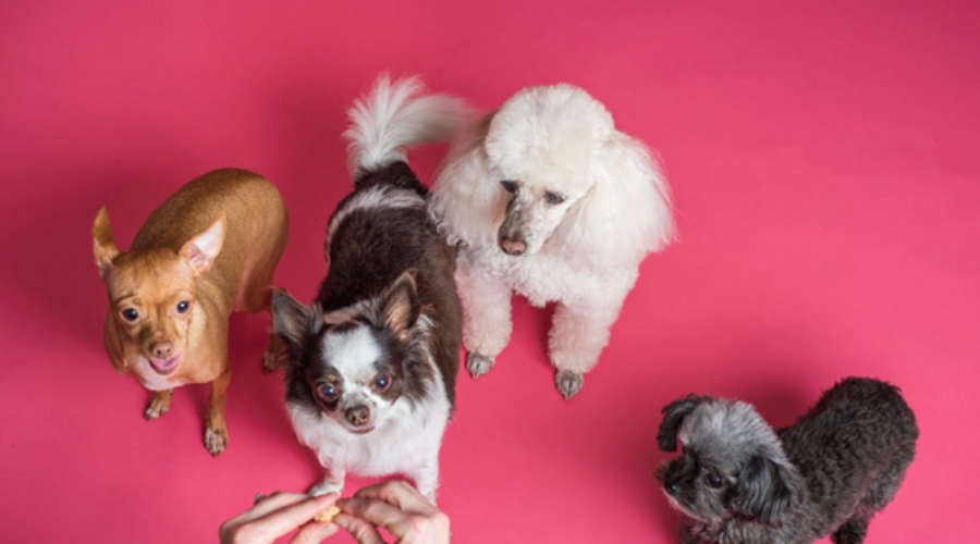 four dogs against a pink background