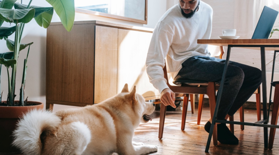 A man working from home and playing with his dog