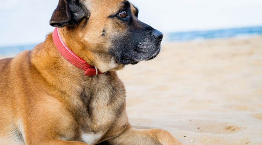 Dog sitting on the beach