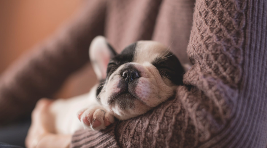 A dog cuddling in the arms of its owner