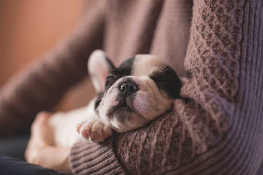 A dog cuddling in the arms of its owner