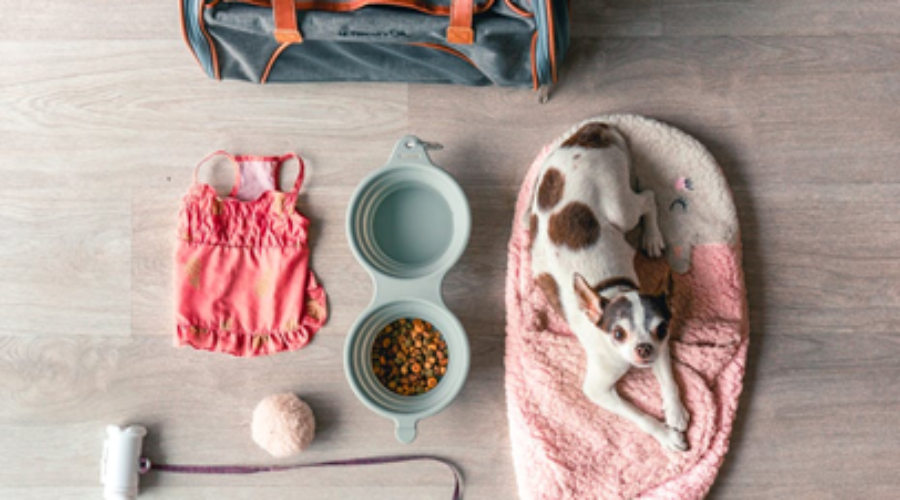 A dog with his possessions