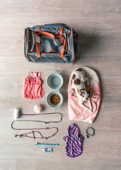 Packing for Your Dog's Stay at the Boarding