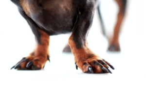 A dog with trimmed nails