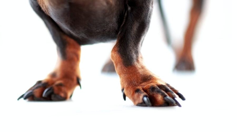 A dog with trimmed nails