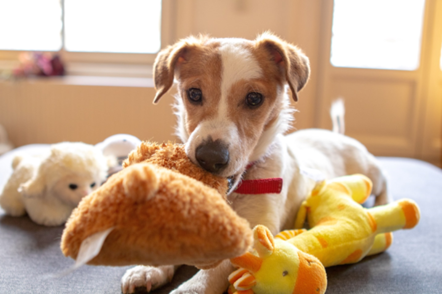 A dog with a lot of pet toys