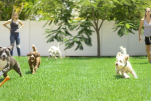 Dogs and owners playing in the garden