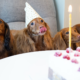 Ways to Make National Dog Party Day Special for Your Furry Friend
