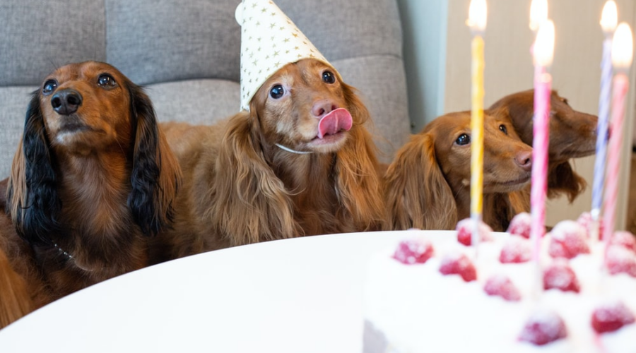 National Dog Party Day