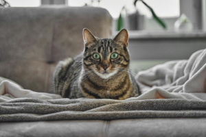 Pet home