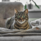 Pet-Proofing Your Home: Making Your Space Safe and Comfortable