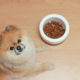 Top 10 Nutrition Tips for Keeping Your Pet Healthy and Energetic