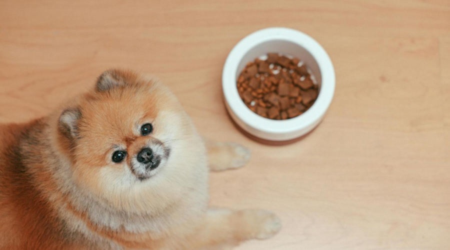 healthy pet