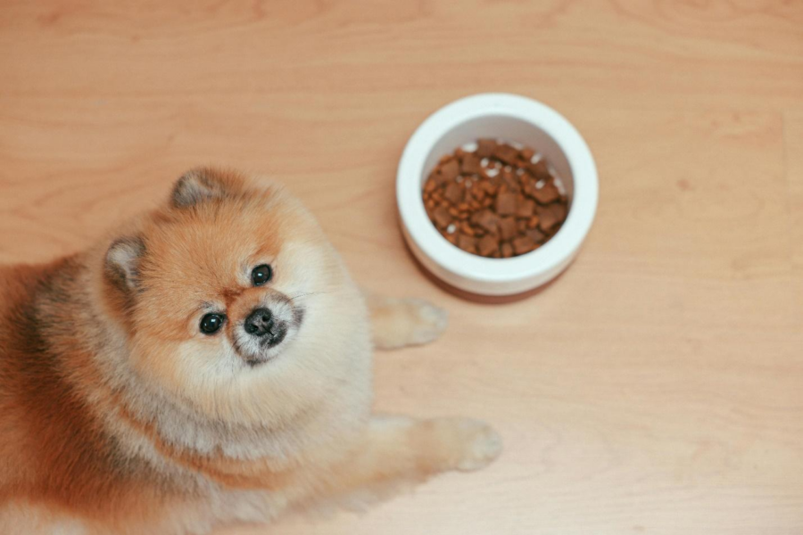 healthy pet