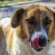 Understanding Your Pet’s Body Language: What They’re Really Trying to Tell You