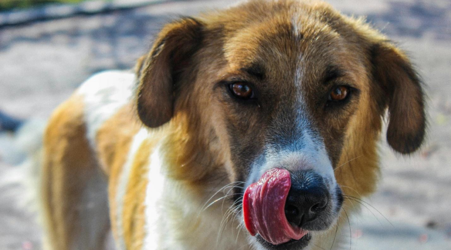 Pet expressions