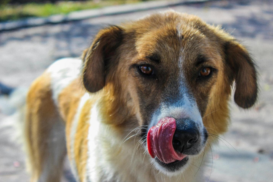 Pet expressions
