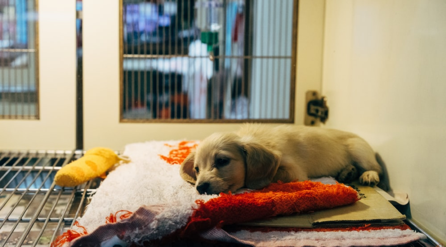 Adopting a Furry Friend This National Rescue Dog Day