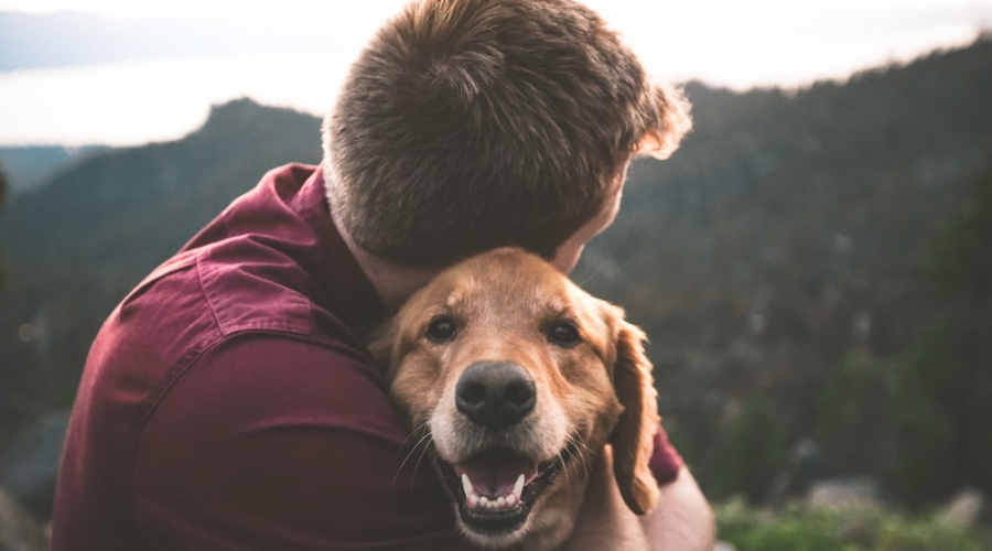 Importance of National Chip Your Pet Month