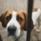 How to Spot Signs of Anxiety in Your Pet and What to Do About It