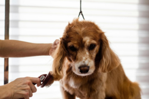 seasonal pet care tips