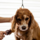 Seasonal Pet Care: Preparing Your Pet for Weather Changes