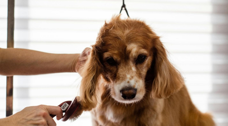 seasonal pet care tips