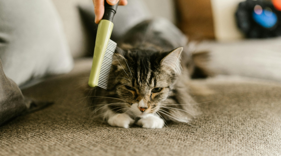 pet grooming benefits