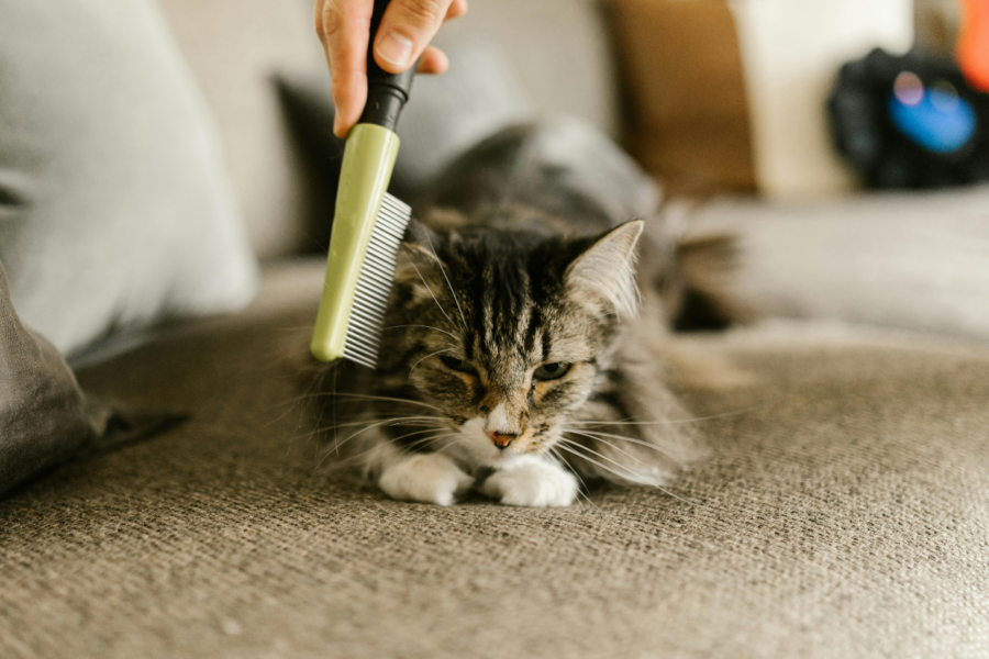 pet grooming benefits